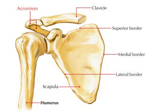 Instabilité Acromio-Claviculaire et Ostéopathie
