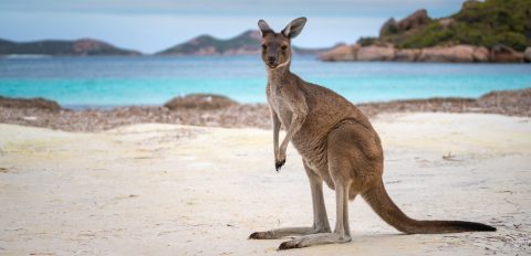 Comment devenir ostéopathe en Australie ?